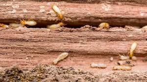Lessons from a Crawling Nightmare
